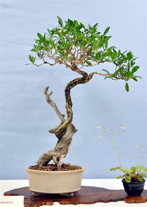 2014 5 18 Bonsai 46 Conocarpus Erectus Joey McCoy Flickr