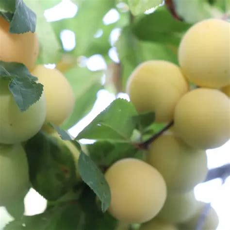 Prune Reine Claude 1kg Voie Verte