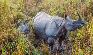 Sanctuary for endangered species | London Zoo