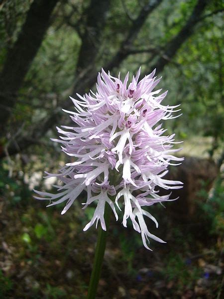 Economic Importance Of Naked Man Orchid Green Clean Guide