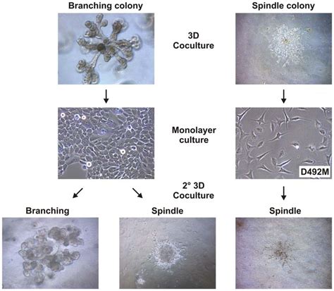 Isolation Of D492 Derived Mesenchymal Like Cells D492m Six Branching Download Scientific