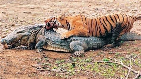 TIGRE VS CROCODILO QUEM VENCE YouTube