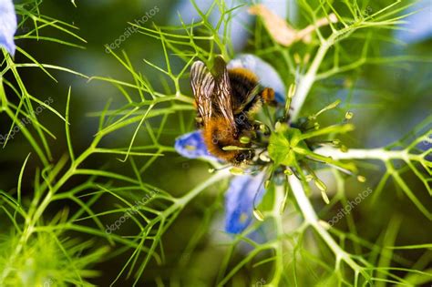 Nigella es una planta del género que incluye el amor en la niebla el