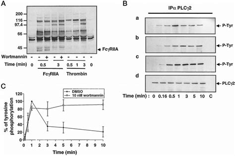 Effects Of Pi 3 Kinase Inhibitors On Protein Tyrosine Phosphorylation