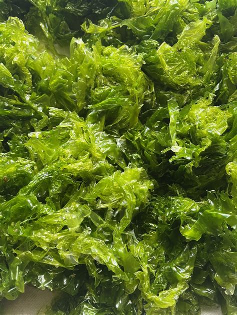 Ulva Lactuca Holdfast