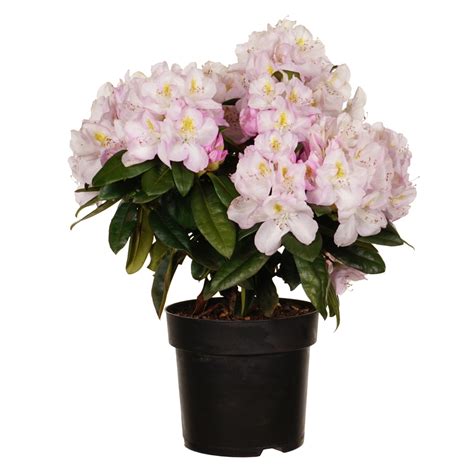 Alpenrose Gomer Waterer H He Ca Cm Topf Ca L Rhododendron