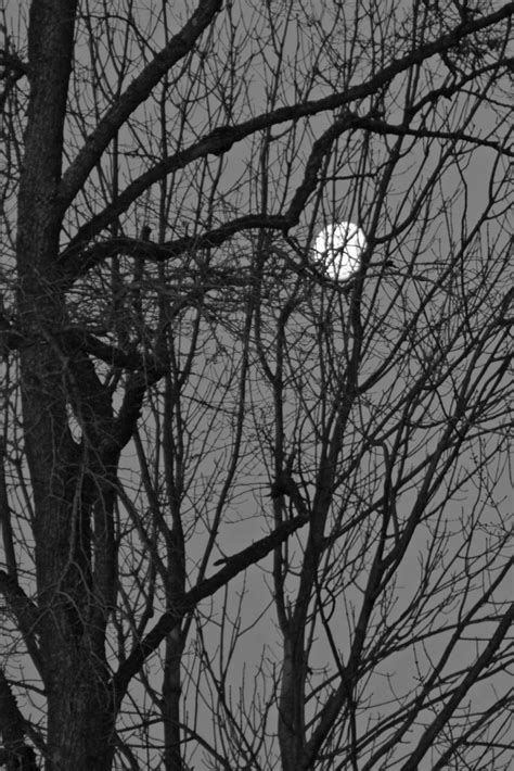 Tree Holding Moon Celestial Photography Moon