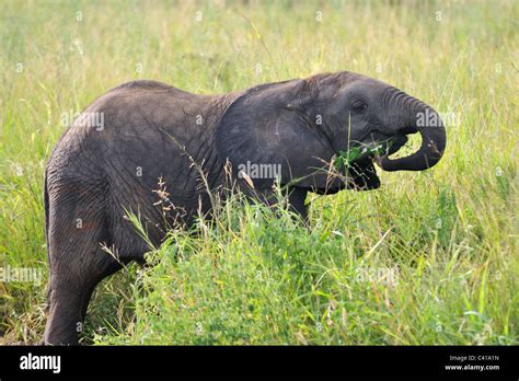 Elefante Comiendo Pasto Fotografías E Imágenes De Alta Resolución Alamy