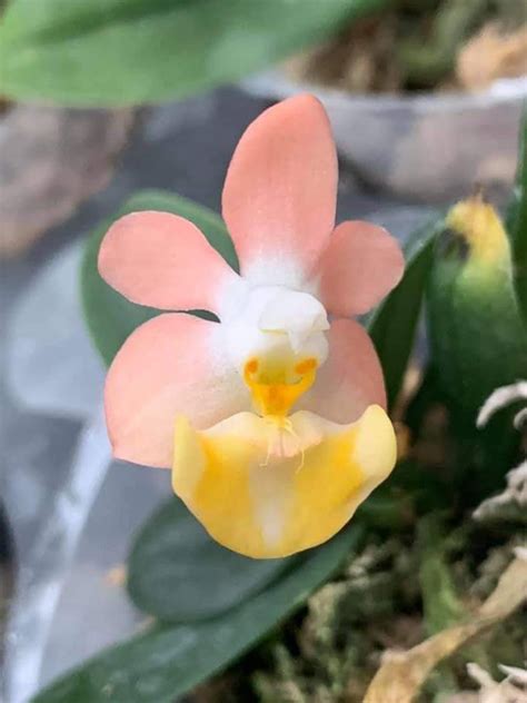 Phalaenopsis Lobbii Flava X Lobbii Pink Furniture Home Living