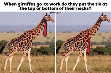 7 Giraffe Memes That Will Totally Make You Lol King Feed Animal