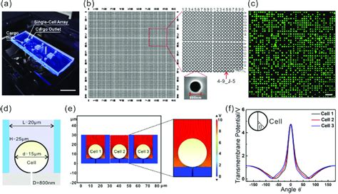 Characterization Of Electro Delivery Nanochip And Electric Field