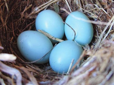 Why Are Robin Eggs Blue Light Blue Green Bird Eggs Blue Jay