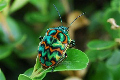 Beautifulbug Colourful Beautyinnature Beautiful Bugs Cool Bugs Bugs And Insects