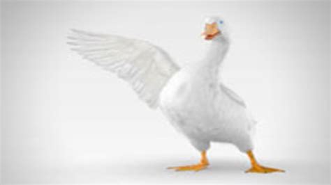 And The New Aflac Duck Is