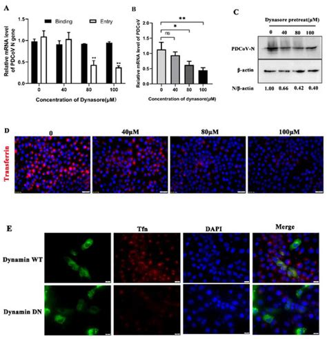 Viruses Free Full Text Porcine Deltacoronavirus PDCoV Entry Into