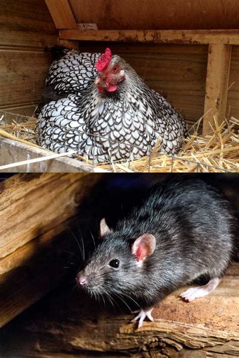 Do Backyard Chickens Attract Rats And Other Rodents The Hen S Loft