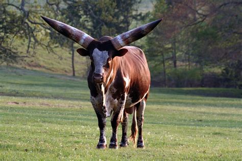 The Circus "NO SPIN ZONE": Ankole-Watusi cattle--Private breeder in ...