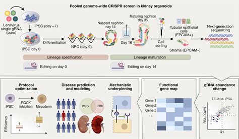 When The Pooled Crispr Screen Meets Kidney Organoids Toward The