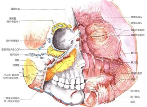 Figure 1 From Analysis Of The Effect Of Zygomatic Fat Pad Lifting