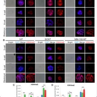 MM 102 Improves H3K4me2 3 Levels During SCNT Embryo Development A And