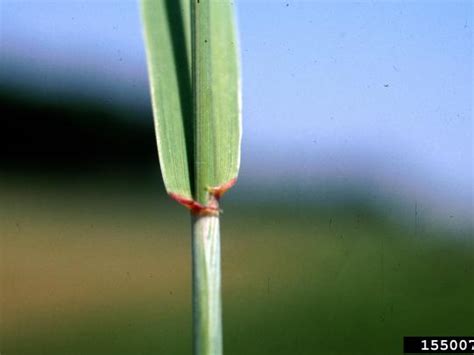 Grasses And Grass Like Pacific Northwest Weeds Solvepest