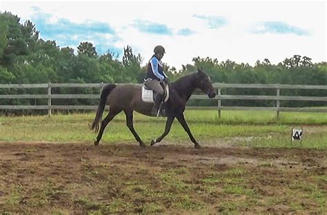 Benefits Of Trotting The Gaited Horse On Cue Naturally Gaited Horse