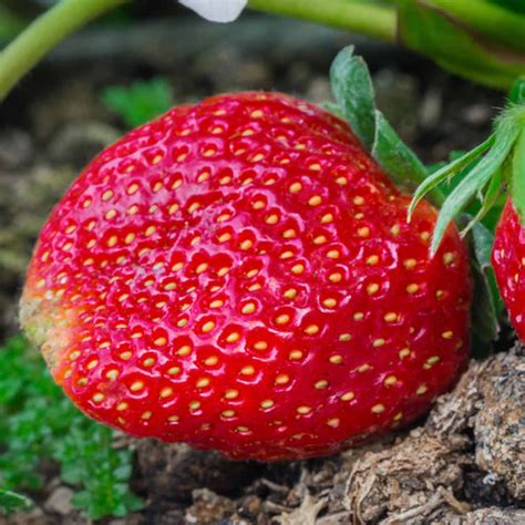 Strawberry — Tagged Seascape Strawberry — Green Acres Nursery And Supply