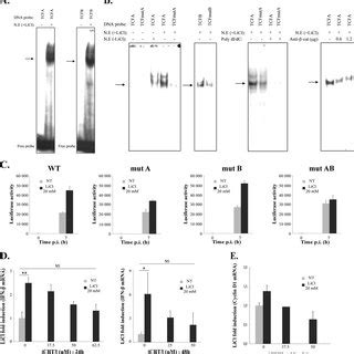 Interaction Of Catenin With The IFN Promoter Region Containing A TCF