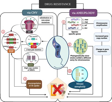 Frontiers The Paradigm Of Intracellular Parasite Survival And Drug