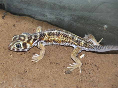 Teratoscincus Scincus Scincus Frog Eyed Sand Gecko In Zoos