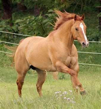 Sorrel - light chestnut, usually referring to a red horse in stock horse breeds or used in ...