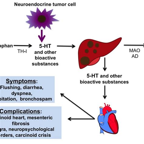 Summary Of The Pathophysiology Of Carcinoid Syndrome Download