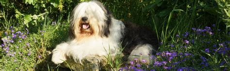 Polish Lowland Sheepdog Breeders Polish Lowland Sheepdogs