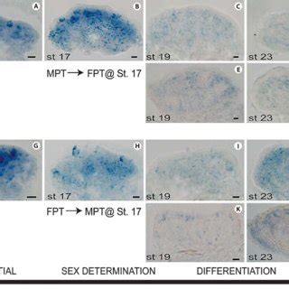 Developmental Timeline Of Trachemys Scripta The Bipotential Sex