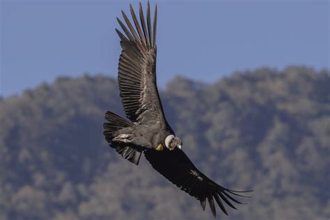 Vultur Gryphus Cóndor Andino Vultur Gryphus Gustavo Masuzzo Flickr