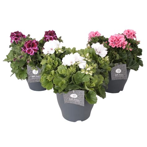 Edel Geranie Bella Donna H He Cm Topf Cm Pelargonium