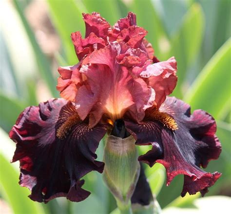 Tb Iris Germanica Smoky Shadows Tasco Iris Garden Bearded