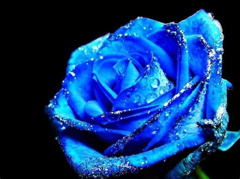 Blue Roses wallpaper | 1024x768 | #66290