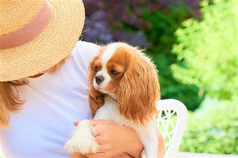 Teacup Cavalier King Charles Spaniel: A Comprehensive Guide