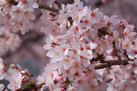 Korean Cherry Blossoms The Sajin
