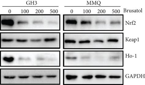 Brusatol Bt Increased Ros Accumulation In Gh3 And Mmq Cells By