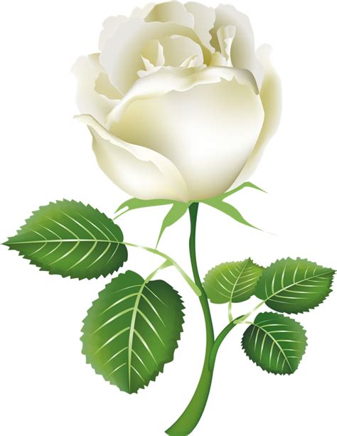 White Rose Png Image Flower White Rose Png Picture