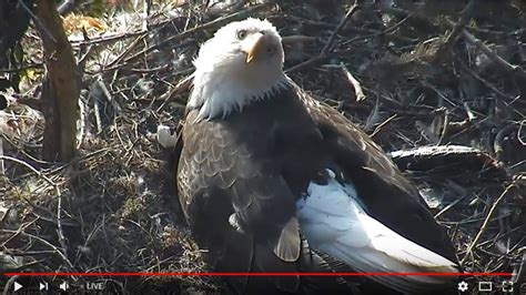 Bald Canyon Eagle Cam Family Tribute :) - 2018 - YouTube