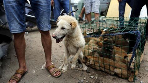 O ülkede köpek eti ticareti ve tüketimi yasağı resmen başladı Haber