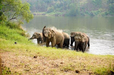 Manada o grupo de elefantes asiáticos bañándose en el río del bosque en