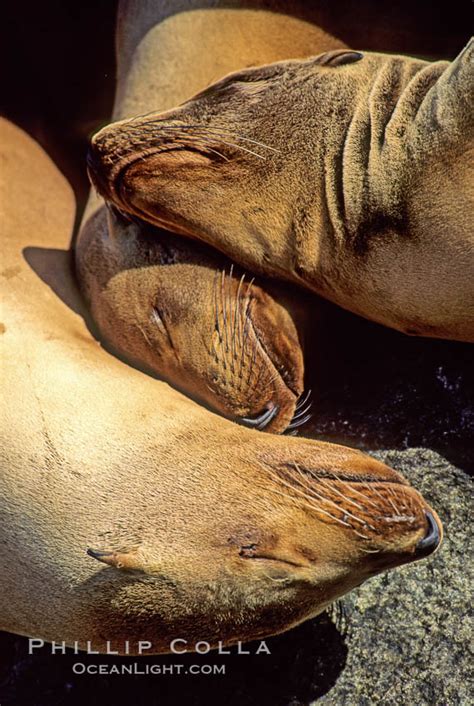 California Sea Lions Resting Hauled Out Zalophus Californianus