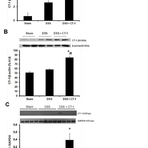 Effect Of CT 1 On Colon Cytokine Production In DSS Induced Colitis In