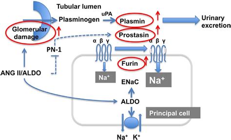 Schematic Of The Excess Protease Activation Of Epithelial Sodium