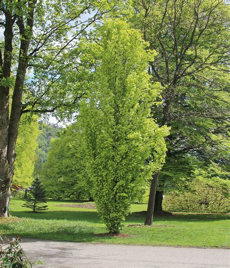 Бук Европейский Fagus Sylvatica - купить декоративные и хвойные ...