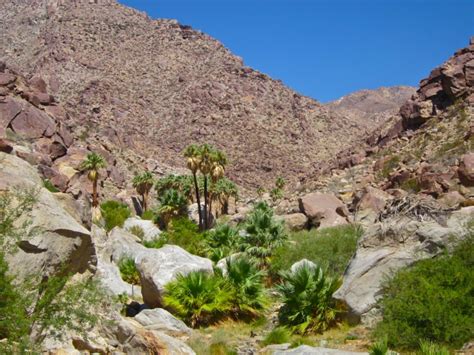 Borrego Palm Canyon Trail: Anza Borrego SP – One Cool Thing Every Weekend